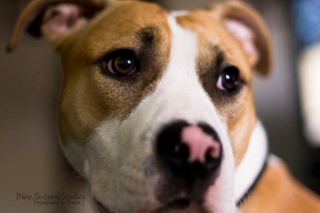 Pit Bull+Terrior+Dog+Dallas Pet Photographer