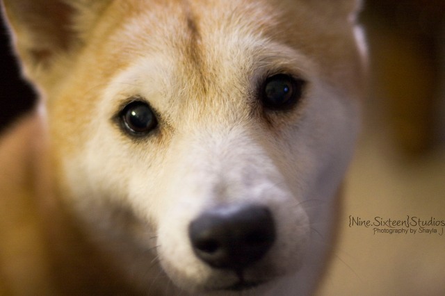 Tyson+Dog+Dallas Pet Photographer